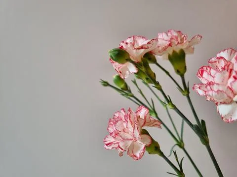 Pink carnations on a gray background Stock Photos