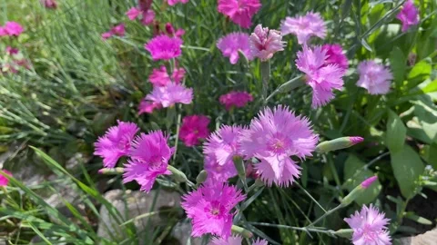 Pink carnations in the park, summertime Stock Footage 269144022