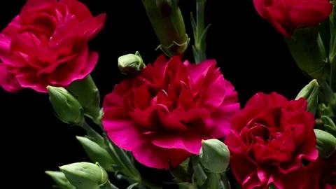 Pink Carnations Time-lapse Video stock 273832006