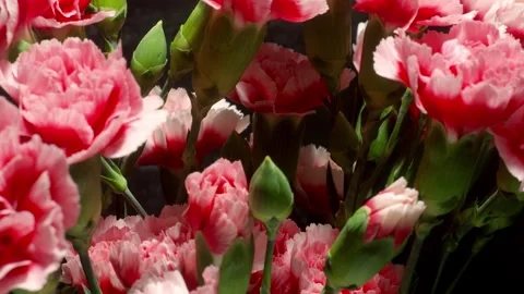 Pink Carnations Time-lapse Stock Footage 273835974