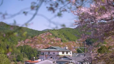 Pink Carpet of Sakura Over Mountains of Yoshino, Nara Japan in Spring Stock Footage 340782089
