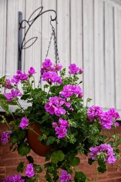 Pink cascading geranium Stock Photos