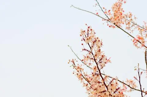 Pink cassia,pink shower tree Stock Photos