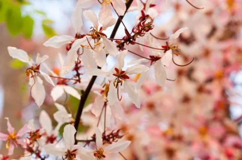 Pink cassia,pink shower tree Stock Photos