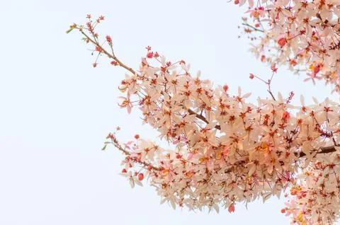 Pink cassia,pink shower tree Stock Photos