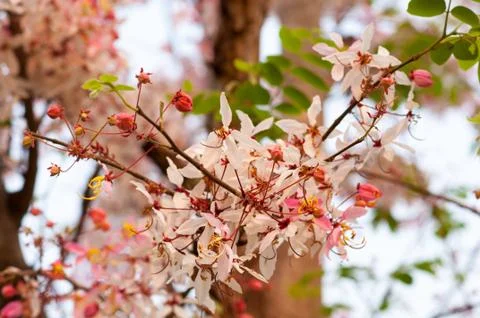 Pink cassia,pink shower tree Stock Photos