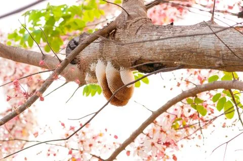 Pink cassia,pink shower tree Stock Photos