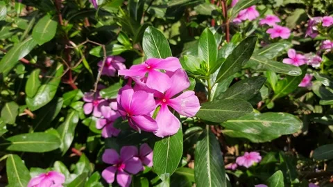 Pink catharanthus roseus. Stock Footage 138914600
