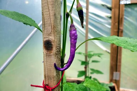 Pink Cayenne Pepper. Stock Photos