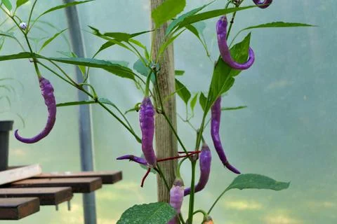 Pink Cayenne Pepper. Stock Photos