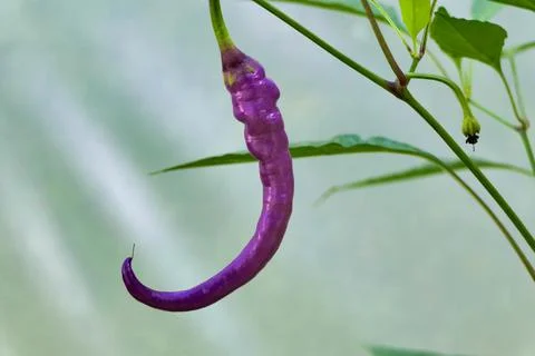 Pink Cayenne Pepper. Stock Photos
