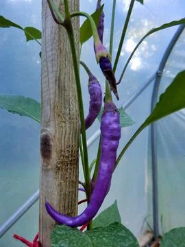 Pink Cayenne Pepper. Stock Photos
