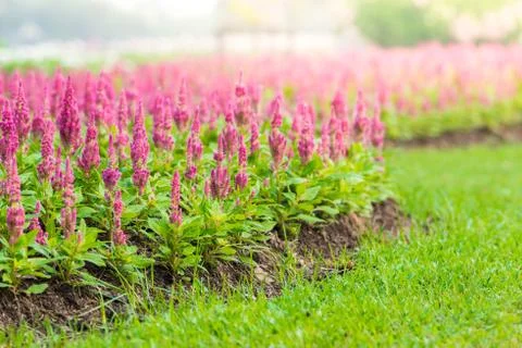 Pink celosia argentea Stock Photos