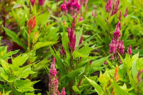 Pink celosia argentea Stock Photos