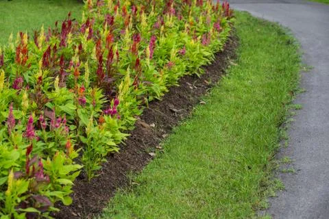 Pink celosia argentea Stock Photos