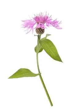 Pink centaurea flower Stock Photos