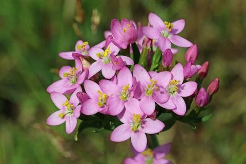 Pink centaury flowers in close up Stock Photos