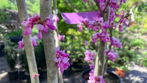 Pink cercis tree sapling with flowers on trunk in plant nursery Stock Photos