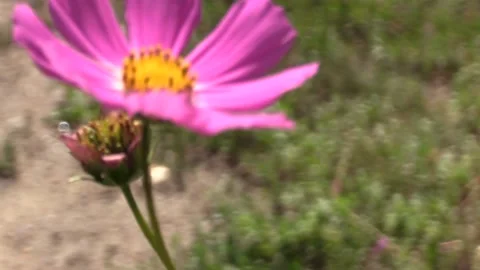 Pink chamomile Video stock 209642261