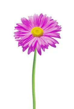 Pink chamomile isolated on white Stock Photos