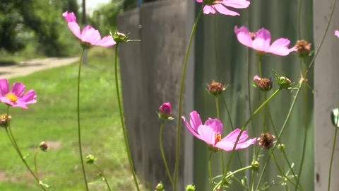 Pink chamomile sways in the wind. flowers at home. garden flowers Video stock 209642332