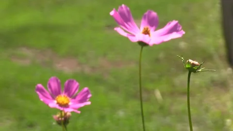 Pink chamomile sways in the wind. flowers at home. garden flowers Video stock 209642349