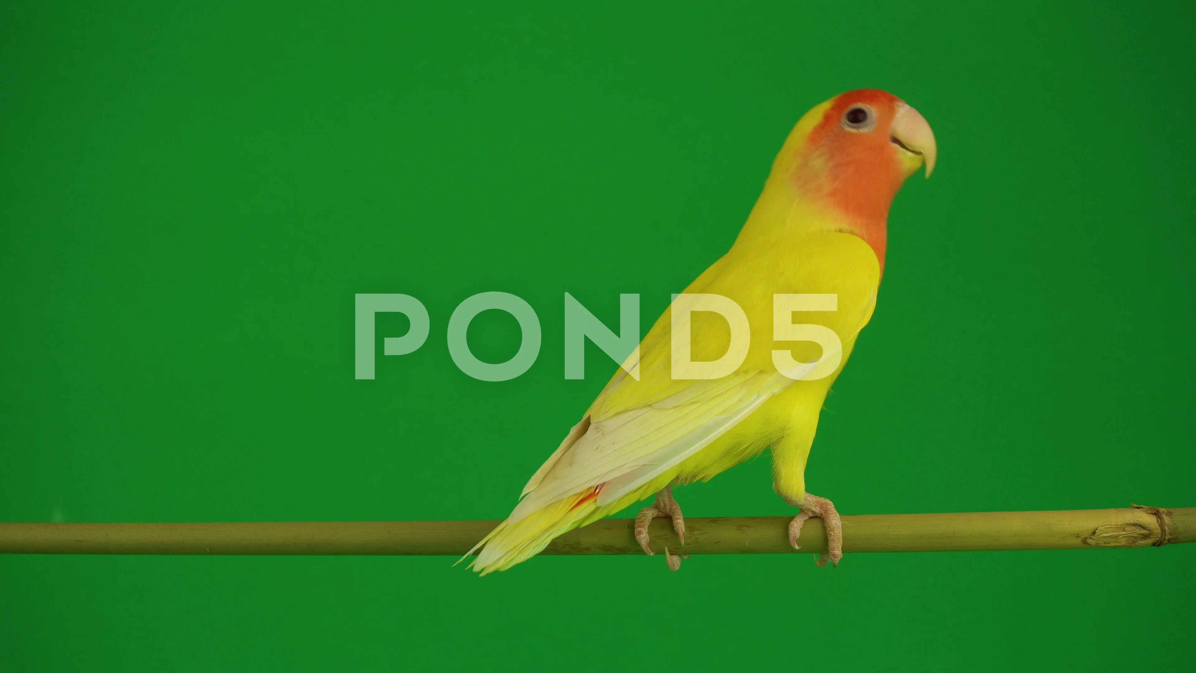 Green Parrot Stock Footage ~ Royalty Free Stock Videos | Pond5