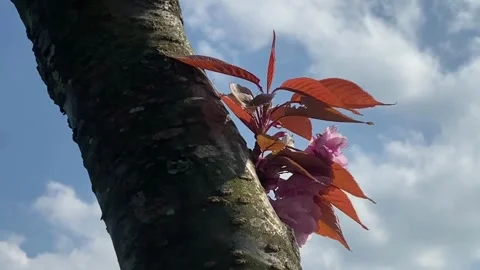 Pink Cherry Blossom 4k 스톡 동영상 240839985