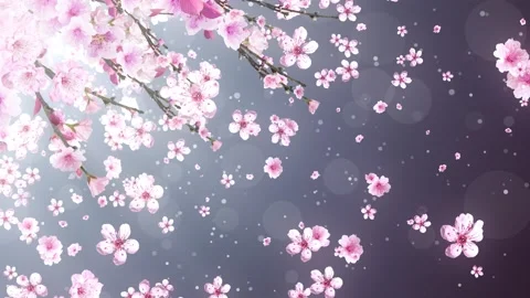 Pink Cherry Blossom Background Vídeos de archivo 204143037