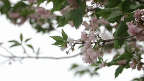 Pink Cherry blossom blowing in the wind Stock Footage 128643785
