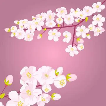 Pink Cherry blossom on branch with bud or shoots. Empty copyspace with floral Stock Illustration