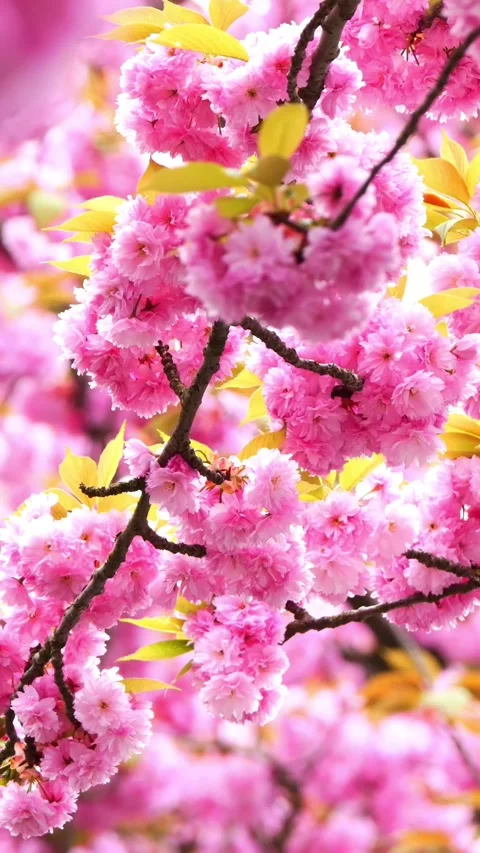 Pink cherry blossom branch in spring 動画素材 274130408
