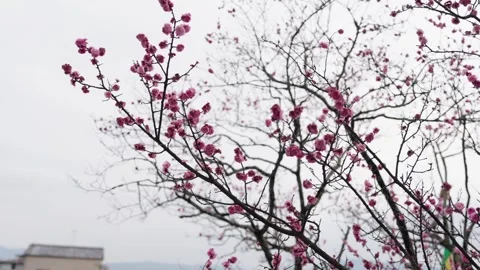Pink Cherry Blossom Branches Against Overcast Sky in Japan Stock Footage 336387939