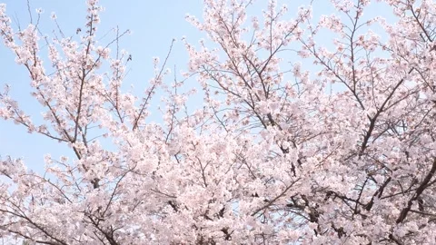 Pink cherry blossom branches against blue sky, beautiful natural landscape. Stock Footage 341553992