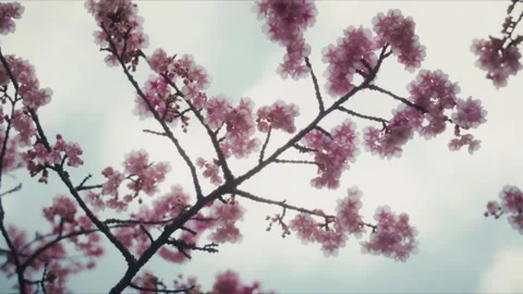 Pink Cherry Blossom Branches Against a Soft Sky, Atami Stock Footage 345376627