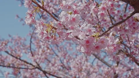 Pink Cherry Blossom Branches in Full Bloom Against Blue Sky in Japan Stock Footage 334631522