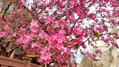 Pink cherry blossom branches in spring bloom at wooden fence with bees 4k video Stock Footage 331331976