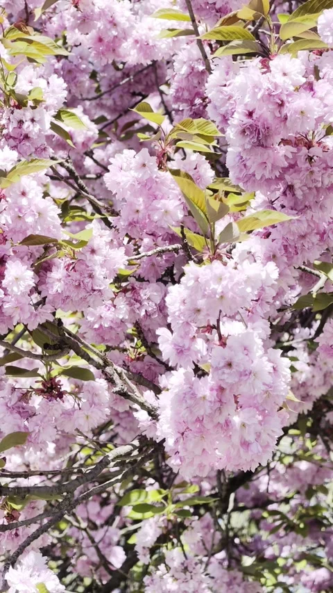 Pink Cherry Blossom Close Up Spring Background 4K vertical Stock Footage 333475153