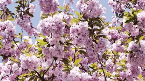 Pink Cherry Blossom Close Up Spring Background 4K HDR Stock Footage 333475156