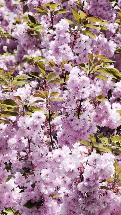 Pink Cherry Blossom Close Up Spring Background 4K vertical video Stock Footage 333475188