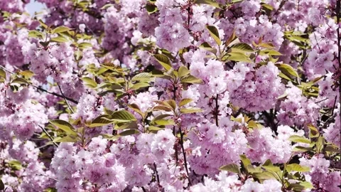 Pink Cherry Blossom Close Up Spring Background 4K Video Video stock 333475189