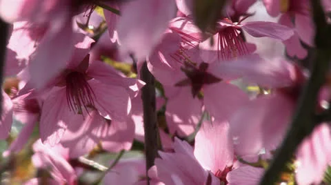 Pink cherry blossom closeup Stock Footage 25508419