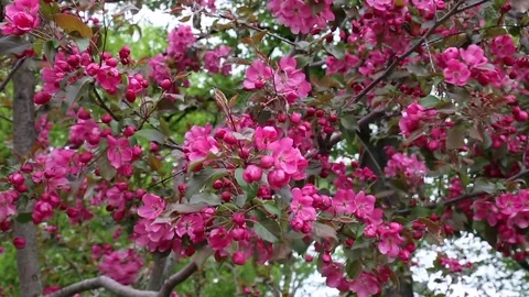 Pink cherry blossom closeup windy weather Stock Footage 77245861