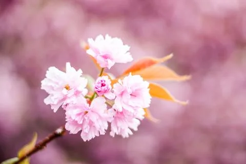 Pink Cherry Blossom Cluster with Central Bud in Budapest Stock Photos