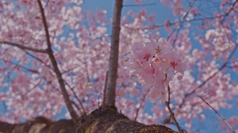 Pink Cherry Blossom Cluster in Sharp Focus with Dreamy Blurred Canopy, Japan Stock Footage 348270583