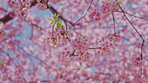 Pink Cherry Blossom Clusters in Sharp Focus with Dreamy Pink Bokeh, Japan Stock Footage 348270908