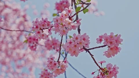 Pink Cherry Blossom Clusters on Thin Branch Against Pale Blue Sky, Japan Stock Footage 348362227