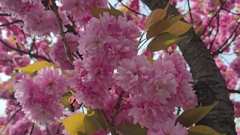 Pink cherry blossom flowers on tree branches near the trunk Stock Footage 341964095