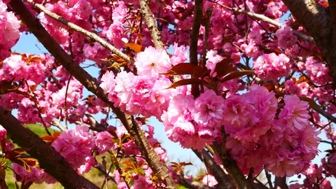 Pink cherry blossom: Stockbeeldmateriaal 80149162