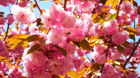 Pink cherry blossom: Stockbeeldmateriaal 80149382